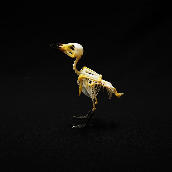 Véritable squelette de bulbul à tête fuligineuse De vrais crânes d'animaux.