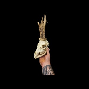 Real roe deer skull with bottom jaw and antlers. professional cleaned. European roe deer.