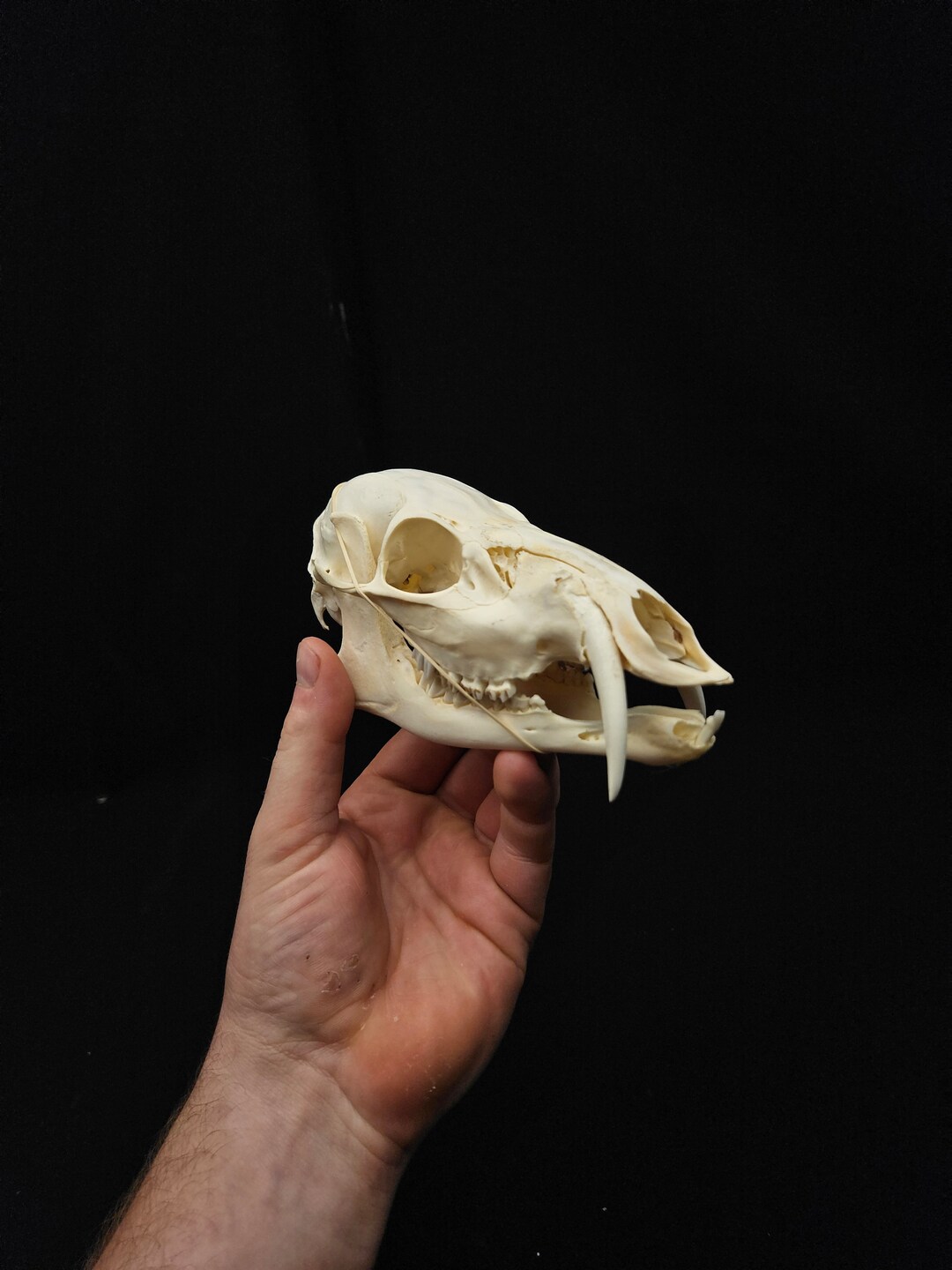 Roadkill Male Chinese Water Deer Skull. Professional Cleaned. Etsy
