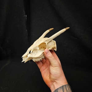 Op de afbeelding: Een witte hertenschedel met geweien. De schedel wordt vastgehouden in een hand met een tatoeage op de onderarm.