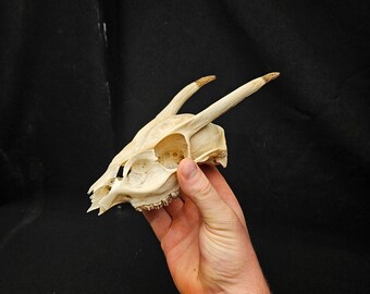 May include: A white deer skull with antlers. The skull is held in a hand with a tattoo on the forearm.