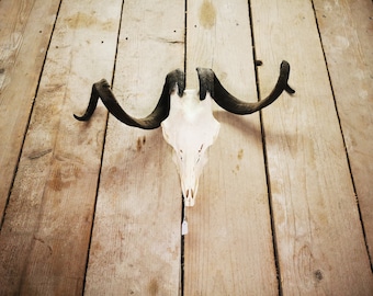 Real goat skull with horns