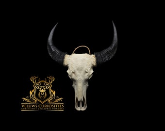 skull of a water buffalo with horns, professional cleaned.