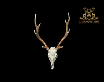 Beautiful Japanese sika deer skull, professional cleaned.