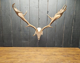 Beautiful European fallow deer skull, From a animal found death.