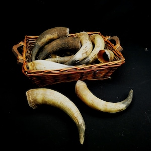 real cow horns pairs and single horns, domestic cow horns
