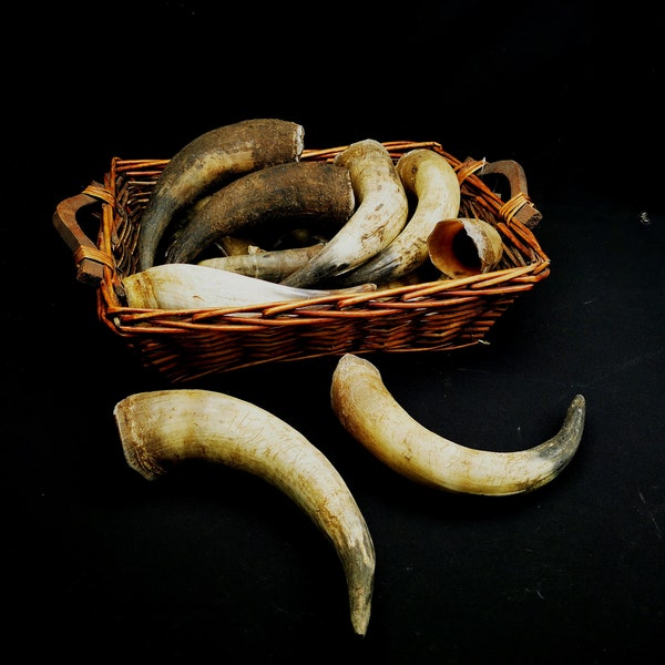 real cow horns pairs and single horns, domestic cow horns