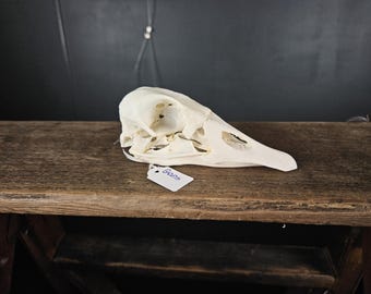 ガチョウの頭蓋骨、鳥の羽、剥製、野鳥、ガチョウの骨 - Etsy 日本