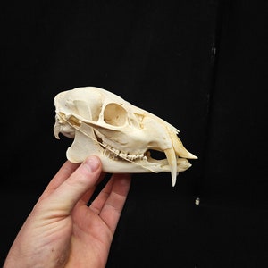 Chinese schedel van waterhert met hoektanden – Taxidermy Oddity Decor