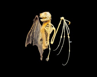 half skeleton Bat cynopterus brachyotis fruit bat