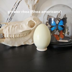 Könnte beinhalten: Ein großes, helles Ei auf einem Holzständer, neben einem Pferdeschädel und einer Glaskuppel mit Schmetterlingen. Der Text "greater rhea (Rhea americana)" ist sichtbar. Das Ei hat eine cremefarbene Farbe.