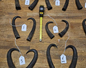 Alpine chamois horns single and sets, Best quality.