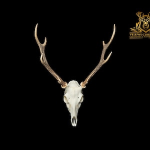 Czaszka japońskiego jelenia sika – Cervus nippon – profesjonalnie oczyszczona, okaz naturalny, wystrój gotycki, sztuka na kościach.