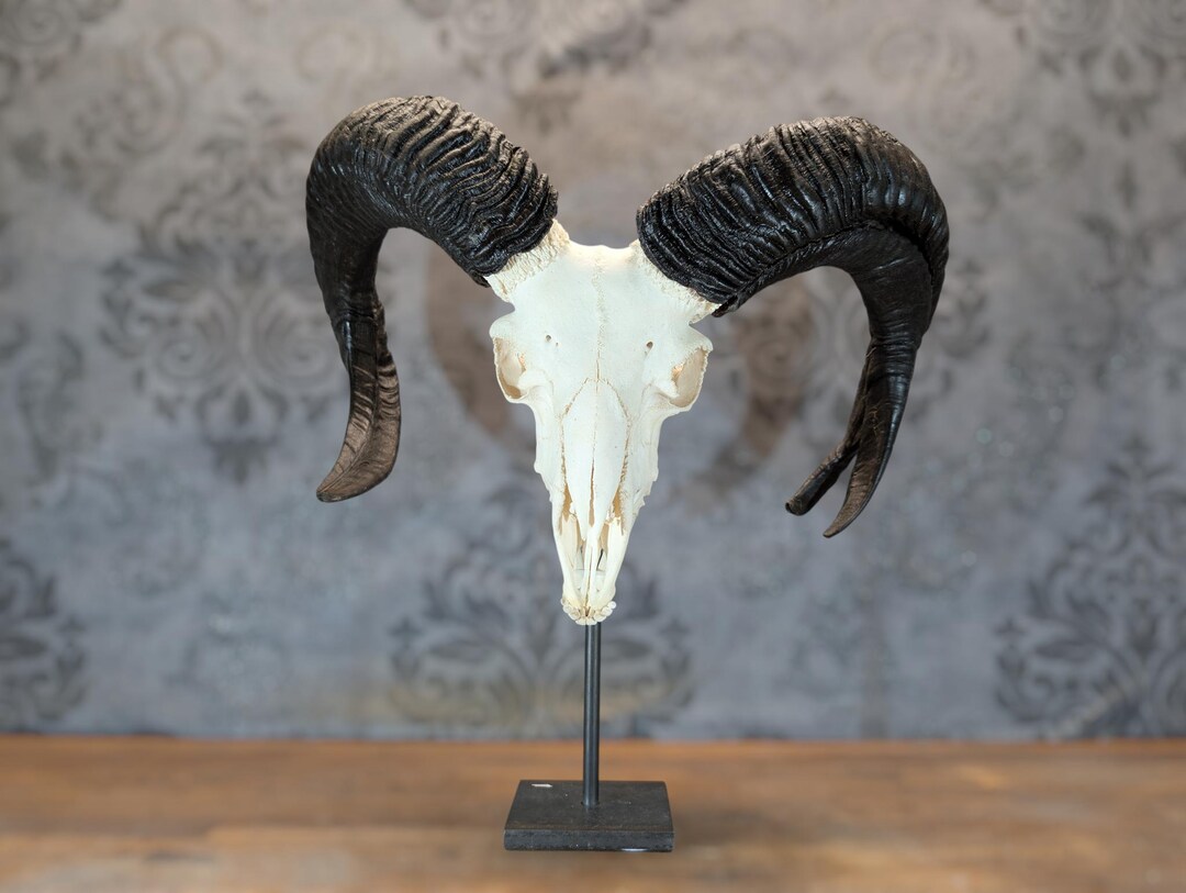 Rare 4 Horn Jacob Sheep Ram Skull – Real Animal Skull – Oddities ...