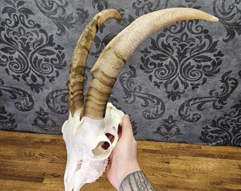 Real goat skull with horns, origin from Greece! professional cleaned.