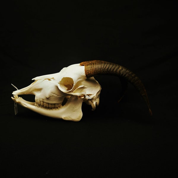Real goat skull with horns.  professional cleaned.