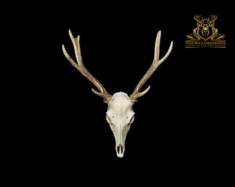 Beautiful Japanese sika deer skull, professional cleaned.