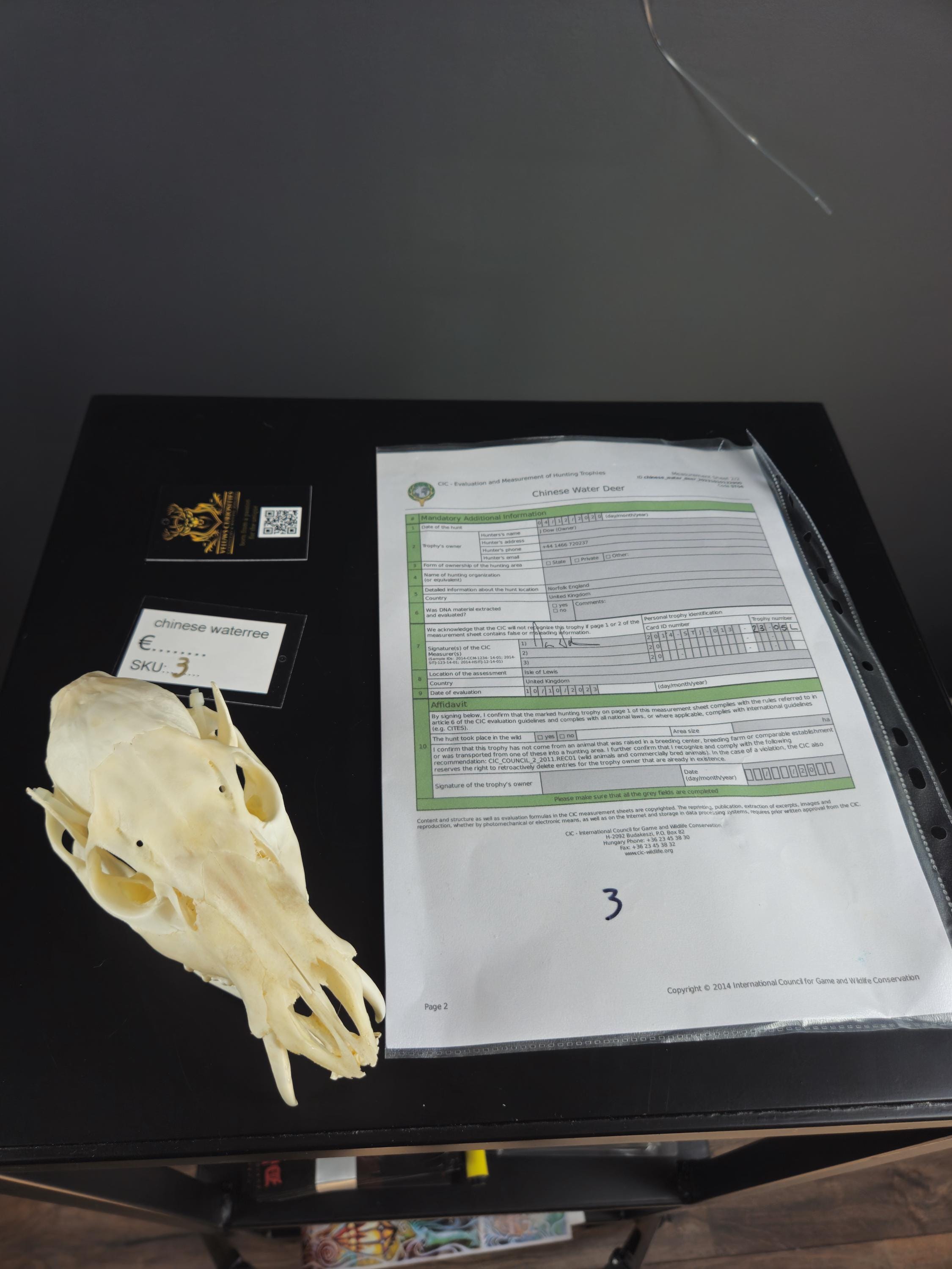 Musk deer skull - Etsy 日本