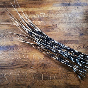 Authentic African Porcupine Quills, Medium 5-7 Long, 5 Pcs