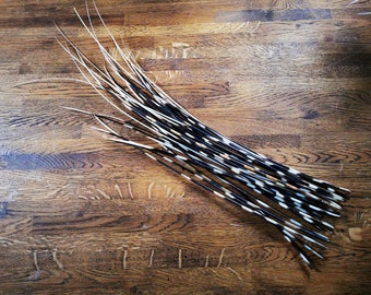 Groups of 10x cape porcupine quills. Available in different sizes.