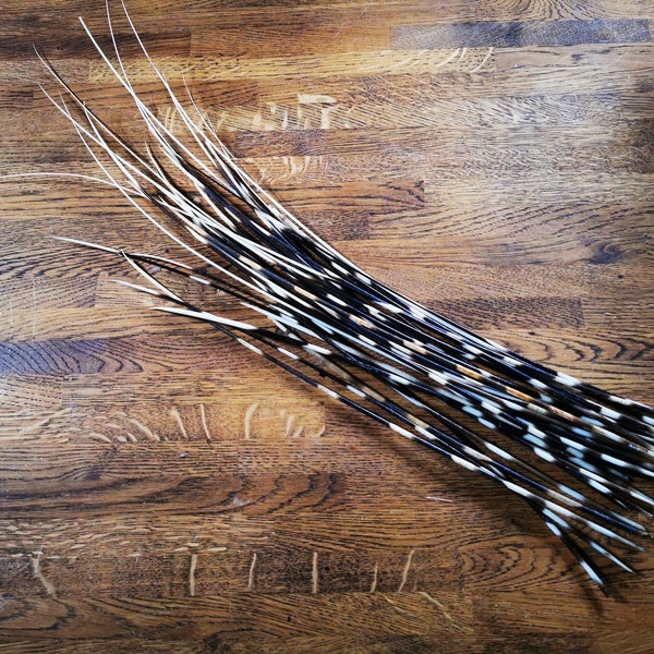 Groups of 10x cape porcupine quills. Available in different sizes.