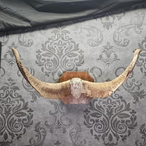 本物の雄羊の角：天然羊の角、アート装飾（20～35 cm） - Etsy 日本