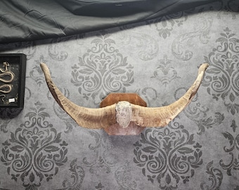 Real goat skull with horns, origin from Greece! professional cleaned.