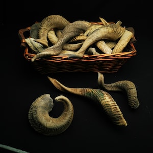 Beautiful real ram horns, real horn of sheep