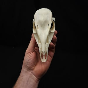 Op de afbeelding: Een witte dieren schedel met een lange snuit en twee oogkassen. De schedel wordt in de hand van een persoon gehouden.