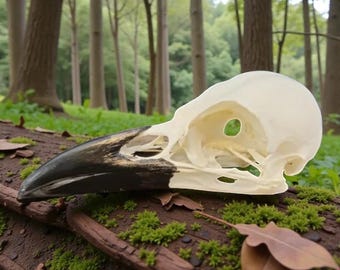 ヨーロッパの腐肉ガラスの頭蓋骨 - Corvus Corone - 専門家による洗浄済み。