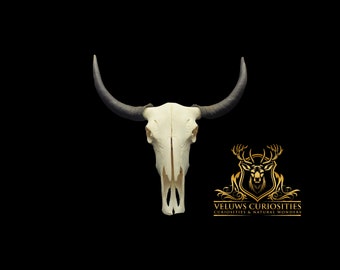 skull of a yak with horns, professional cleaned.