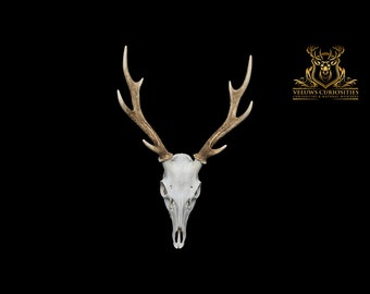 Beautiful Japanese sika deer skull, professional cleaned.