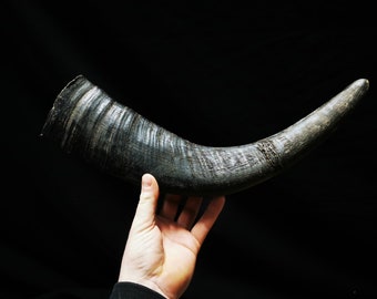 Water buffalo horns original matching pairs