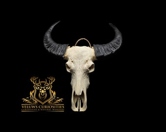 skull of a water buffalo with horns, professional cleaned.