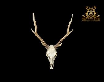 Beautiful Japanese sika deer skull, professional cleaned.