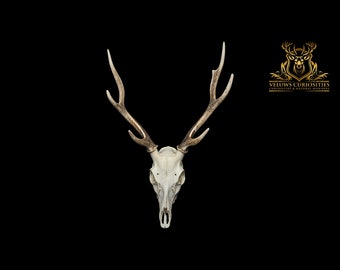 Beautiful Japanese sika deer skull, professional cleaned.