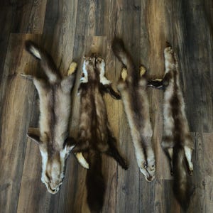 Puede incluir: Cuatro pieles de animales curtidas, probablemente de visón o similares, están dispuestas sobre una superficie de madera. Las pieles varían en color de marrón claro a marrón oscuro, con pelo y colas visibles. La disposición sugiere un uso artesanal o decorativo.