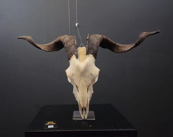 Real goat skull with horns, origin from Greece! found death.