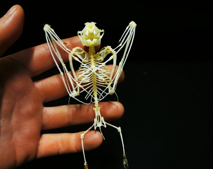 Hanging Bat Skeleton in a Glass Dome Free Shipping Etsy