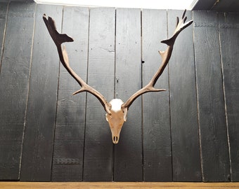 Beautiful European fallow deer skull, From a animal found death.