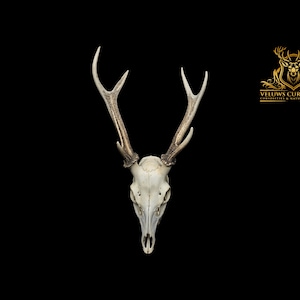 Czaszka japońskiego jelenia sika – Cervus nippon – profesjonalnie oczyszczona, okaz naturalny, wystrój gotycki, sztuka na kościach.