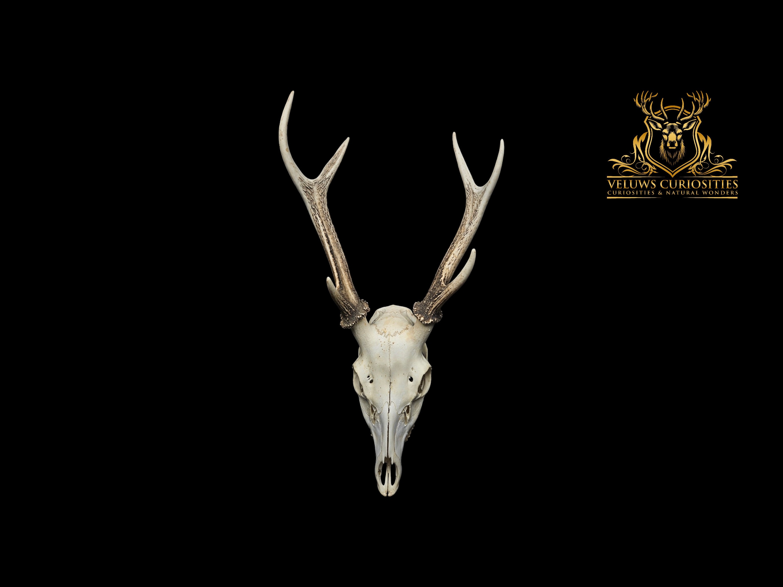 Japanese Sika Deer Skull – Professionally Cleaned, Gothic Home
