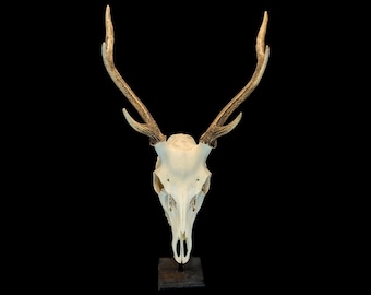 Japanese Sika Deer Skull – Professionally Cleaned, Gothic Home