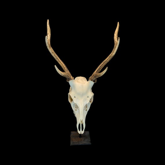 Japanese Sika Deer Skull – Professionally Cleaned, Gothic Home