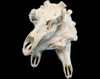 Cervo rosso europeo – Cervus elaphus – proveniente dalla collezione di un vecchio cacciatore.