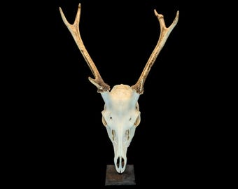 Japanese Sika Deer Skull – Professionally Cleaned, Gothic Home