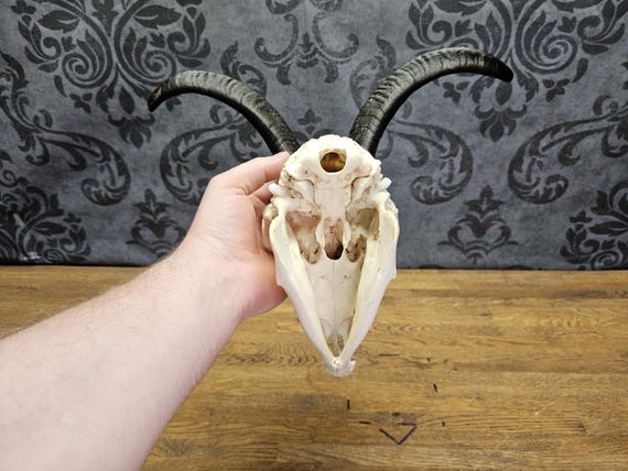 Real Dutch Landrace Goat Skull With Horns. Professional Cleaned