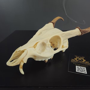 Op de afbeelding: Een crèmekleurige dierenschedel met twee bruine hoorns. De schedel heeft zichtbare oogkassen en tanden. Een visitekaartje met gouden tekst en een QR-code staat rechts.