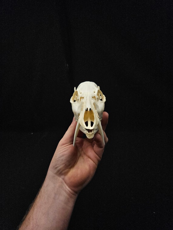 Chinese Water Deer Skull With Fangs – Professionally Cleaned