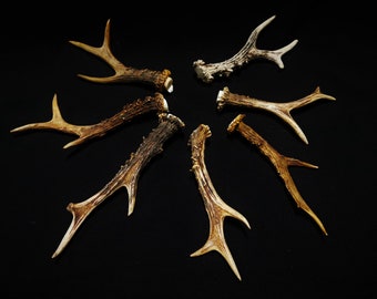 Random Mixed European Roe deer antlers, Best quality.